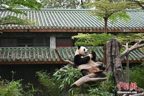 日本熊猫外卖吃瓜,吃瓜群众的独特“熊猫美食”体验  第3张