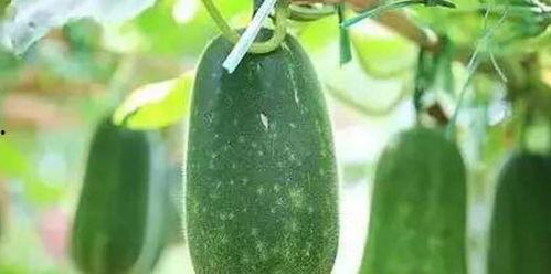 吃瓜的人本身就是瓜,你也是瓜吗? 第3张 吃瓜的人本身就是瓜,你也是瓜吗? 第3张