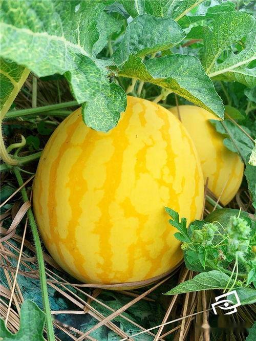 海胶吃瓜,揭秘热带水果界的“网红”现象 第1张 海胶吃瓜,揭秘热带水果界的“网红”现象 第1张