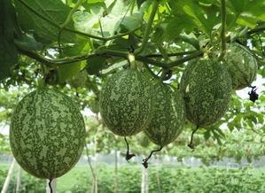 吊瓜能晚上吃吗,安全与营养的双重考量  第2张