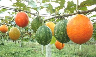 吊瓜能晚上吃吗,安全与营养的双重考量  第3张