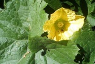 葵瓜叶可以吃吗,绿色美食，健康之选  第2张