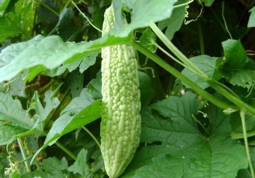 葵瓜叶可以吃吗,绿色美食，健康之选  第3张