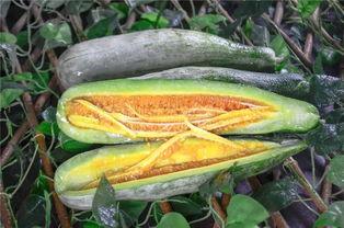 往期网红吃瓜,揭秘网红吃瓜背后的真相与笑料 第2张 往期网红吃瓜,揭秘网红吃瓜背后的真相与笑料 第2张