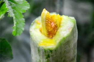 往期网红吃瓜,揭秘网红吃瓜背后的真相与笑料 第3张 往期网红吃瓜,揭秘网红吃瓜背后的真相与笑料 第3张