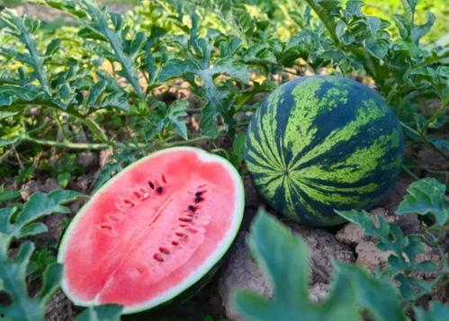 阜阳吃瓜,吃瓜也能吃出风味  第3张