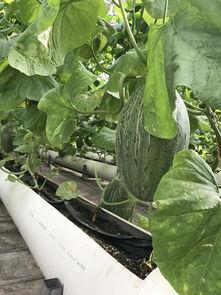 新疆直播吃瓜,一场视觉盛宴与地域文化的碰撞 第2张 新疆直播吃瓜,一场视觉盛宴与地域文化的碰撞 第2张