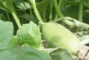 新疆直播吃瓜,一场视觉盛宴与地域文化的碰撞 第3张 新疆直播吃瓜,一场视觉盛宴与地域文化的碰撞 第3张