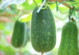 白霜吃瓜,揭秘娱乐圈的甜蜜与苦涩