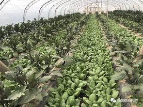 吃瓜三石,娱乐圈的神秘力量  第2张