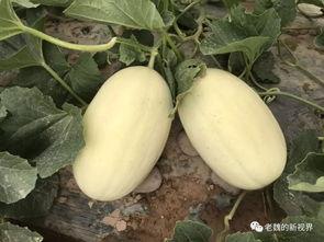 吃瓜三石,娱乐圈的神秘力量  第3张