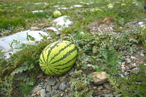 美国野王吃瓜,揭秘网络红人的争议与真相  第3张