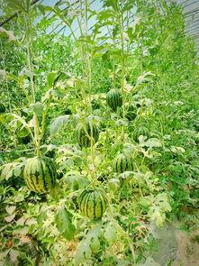 回村吃大瓜 第2张 回村吃大瓜 第2张