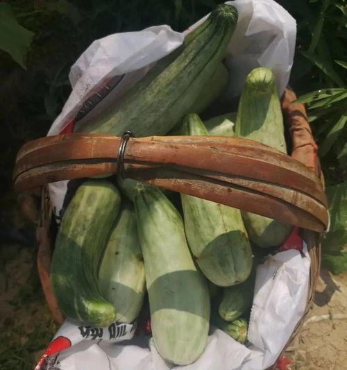 系统带我吃瓜短剧