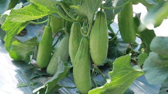 系统带我吃瓜短剧 第3张 系统带我吃瓜短剧 第3张