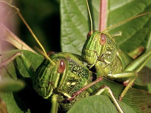 蝗虫吃瓜成,揭秘蝗虫对瓜果的疯狂喜爱  第2张