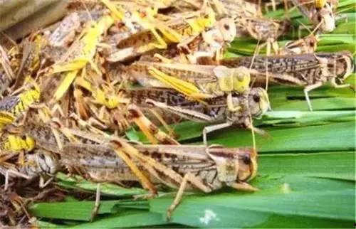 蝗虫吃瓜成,揭秘蝗虫对瓜果的疯狂喜爱  第3张