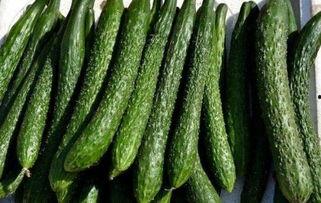 吃密瓜减肥吗 第2张 吃密瓜减肥吗 第2张