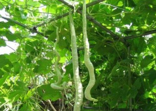 蛇瓜怎么吃减肥,天然美味，轻松瘦身  第1张