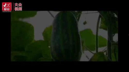 青海吃瓜视频,揭秘当地特色美食与风土人情  第2张