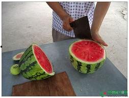 吃瓜玩具部落,揭秘吃瓜玩具部落的奇幻世界  第3张