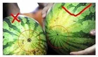 阜阳母子吃瓜,甜蜜吃瓜时光  第2张