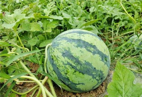 新瓜不断吃瓜,吃瓜群众狂欢盛宴  第3张