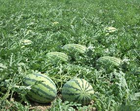 怀孕了可以吃小瓜,小瓜助力健康孕育之旅  第2张