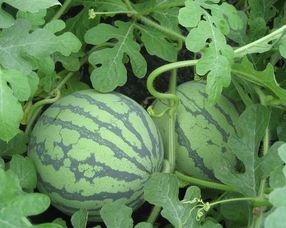 怀孕了可以吃小瓜,小瓜助力健康孕育之旅  第3张