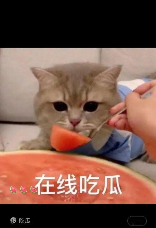 叫你吃瓜,跟随“吃瓜群众”探寻明星幕后故事  第3张