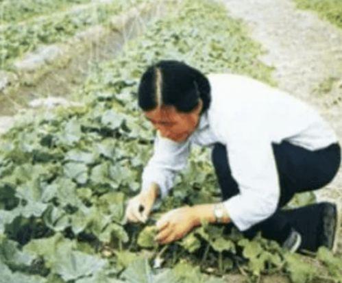 袁隆平的徒弟吃瓜  第1张