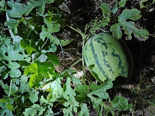 礼遇吃瓜怎么没了,揭秘瓜界风云突变背后的故事  第2张