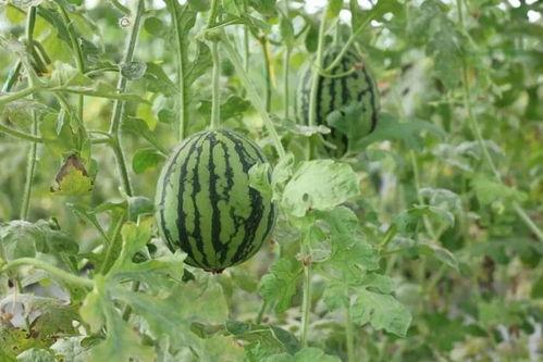 沙瓜和脆瓜怎么分开吃,分食体验大揭秘  第2张