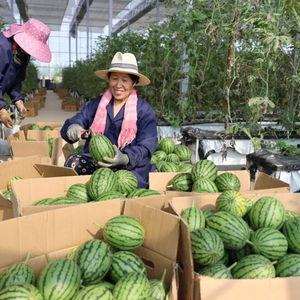 沙瓜和脆瓜怎么分开吃,分食体验大揭秘  第3张