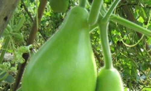 瓠瓜囊可以吃吗,美味与营养的双重享受