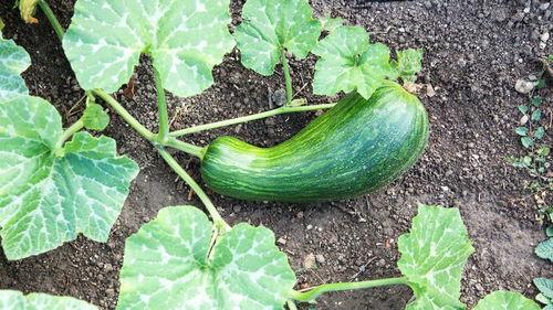 瓠瓜囊可以吃吗,美味与营养的双重享受  第2张