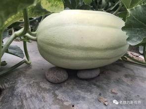 去找瓜吃的地方,一场味蕾与自然的邂逅之旅