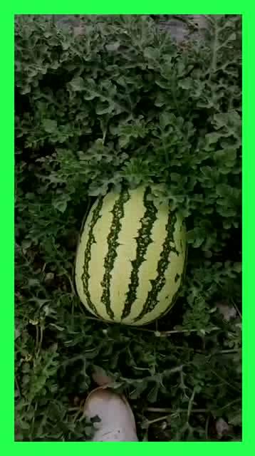 去找瓜吃的地方,一场味蕾与自然的邂逅之旅  第2张