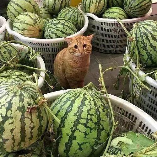 花西子老板吃瓜,揭秘化妆品行业幕后风云  第2张