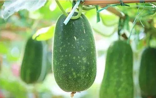 吃瓜到舞台  第3张