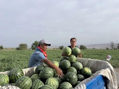 珠村吃瓜  第3张