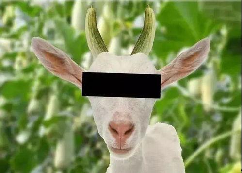 吃瓜羊天秤,揭秘天秤座在娱乐圈的瓜田趣事  第3张