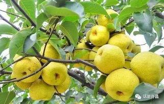 梨瓜秋天可以吃吗  第3张