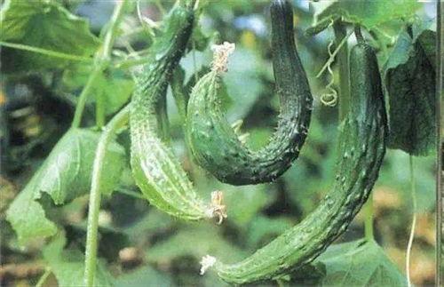 吃尖尖的瓜,口感与营养的双重享受  第1张