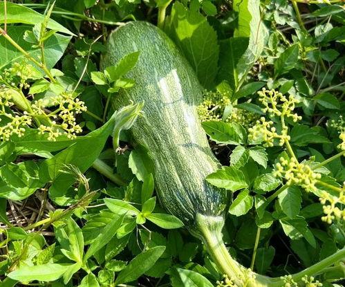 吃尖尖的瓜,口感与营养的双重享受  第2张