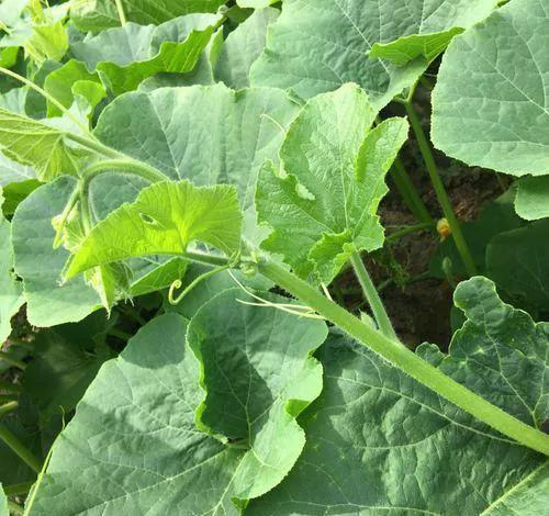 吃尖尖的瓜,口感与营养的双重享受  第3张