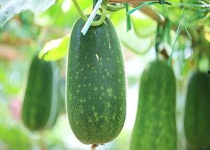 立秋吃宜吃瓜,探寻传统美食中的养生智慧