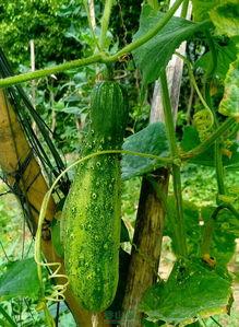 图片瓜瓜吃瓜,趣味横生的童年瞬间  第3张