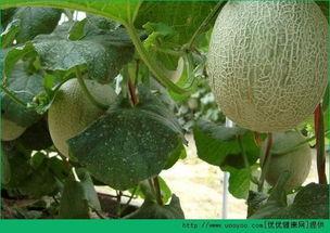 吃哈密瓜变身,一吃变身，揭秘神奇魔力