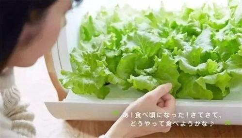 黑科技教室吃瓜,揭秘吃瓜背后的科技奥秘  第1张